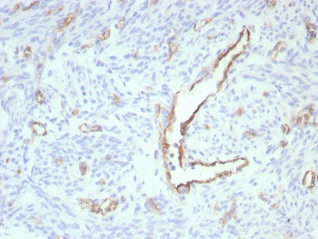 CD31 Antibody / PECAM-1