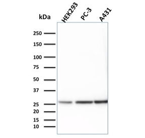 Western blot testing of human 1) HEK293, 2) PC-3 and 3) A431 lysate with 14-3-3 epsilon antibody. Pr