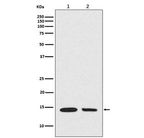 Western blot testing of 1) mouse NIH3T3 and 2) human A549 cell lysate with hydroxyl-Histone H2A anti