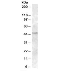 Western blot testing of human bone marrow lysate with TMPRSS4 antibody at 1ug/ml. Predicted molecula