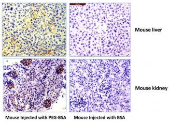IHC testing of mouse liver and kidney using 0.5 ug/ml of recombinant PEG antibody. The mouse was inj