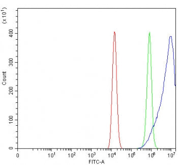RRAS Antibody / Ras-related protein R-Ras