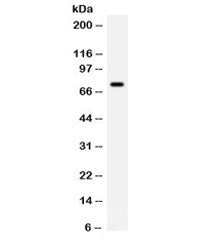Western blot testing of K562 cell lysate with IL-7 antibody. Expected molecular weight: 19-30 kDa de