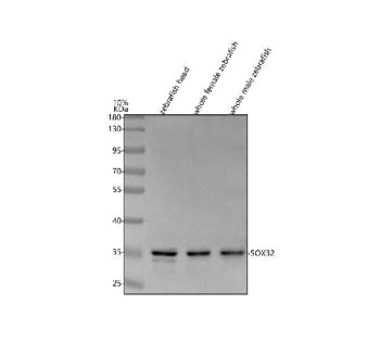 Western blot analysis of Sox32 protein using Zebrafish Sox32 antibody and 1) zebrafish head, 2) whol