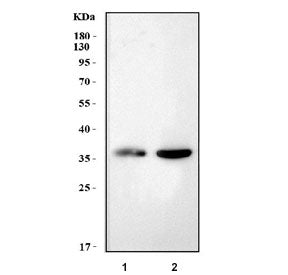 Western blot testing of 1) rat brain and 2) mouse brain tissue lysate with Snap beta antibody. Predi