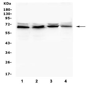 Western blot testing of human 1) K562, 2) Caco-2, 3) HepG2 and 4) U-87 MG cell lysate with IFNAR2 an
