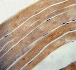 IHC testing of FFPE human skeletal muscle tissue with EFL1 antibody. HIER: steam section in pH6 citr