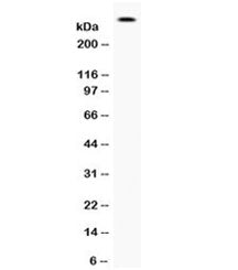 Filaggrin Antibody