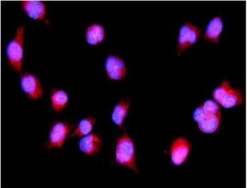 Immunofluorescent staining of FFPE mouse HEPA1-6 cells with Irf3 antibody (red) and DAPI nuclear sta