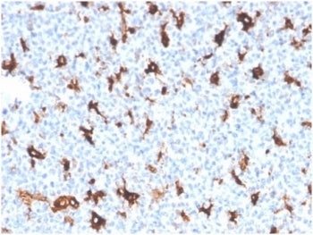 IHC staining of FFPE human tonsil tissue with Osteonectin antibody (clone OSTN/3758). HIER: boil tissue sections in pH 9 10mM Tris with 1mM EDTA for 20 min and allow to cool before testing.