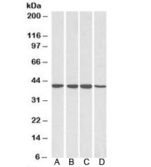 Western blot testing of A) HepG2, B) HeLa, C) Jurkat and D) MCF7 lysates with RAE1 antibody at 0.1ug