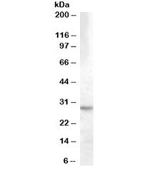 Western blot testing of human hippocampus lysate with 14-3-3 theta antibody at 0.03ug/ml. Predicted 