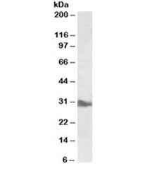 Western blot testing of liver lysate with APOA1 antibody at 0.5ug/ml. Predicted molecular weight ~30