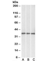 Western blot testing of human [A], mouse [B] and rat [C] heart lysates with Malate dehydrogenase 1 a