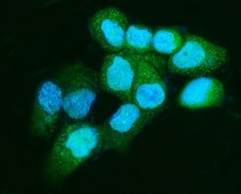 Immunofluorescent staining of FFPE human A431 cells with Apc5 antibody (green) and DAPI nuclear stai