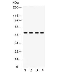 PAR2 Antibody / F2RL1 / Thrombin Receptor-like 1