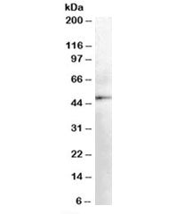 Western blot testing of human kidney lysate with DOPA decarboxylase antibody at 0.03ug/ml. Predicted