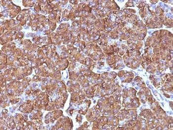 Ornithine Decarboxylase Antibody / ODC1