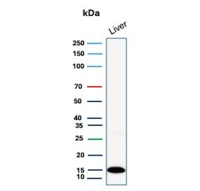 Western blot testing of human liver lysate with Transthyretin antibody (clone TTR/4292). Predicted m
