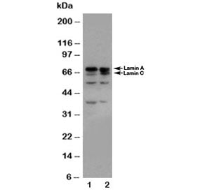 Lamin A/C Antibody