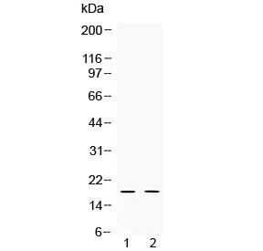 Western blot testing of 1) rat testis and 2) human HeLa lysate with Alpha Defensin 1 antibody at 0.5ug/ml. Predicted molecular weight ~10 kDa.