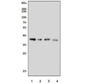 Western blot testing of rat 1) thymus, 2) liver, 3) testis and 4) RH35 cell lysate with Zwint antibo