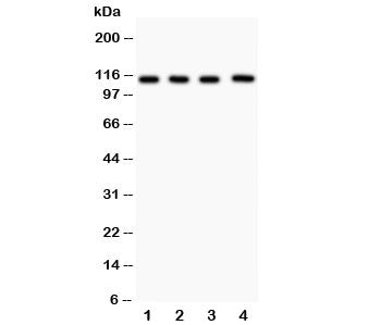 Western blot testing of Neuropilin 1 antibody and Lane 1: (h) U87; 2: (h) A549; 3: human placenta; 4
