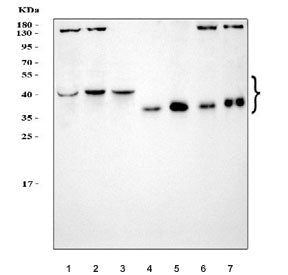 CD1B Antibody