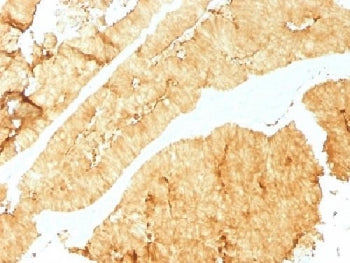 Villin Antibody