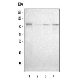 Western blot testing human 1) U-251, 2) SH-SY5Y, 3) U-87 MG and 4) U-2 OS cell lysate. Predicted mol