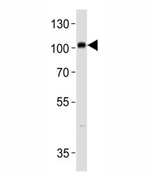 PROX1 antibody western blot analysis in SH-SY5Y lysate. Predicted molecular weight is 83 kDa, observ