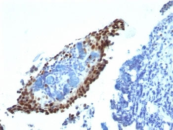 p21 Antibody / CDKN1A
