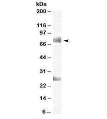 CDYL Antibody