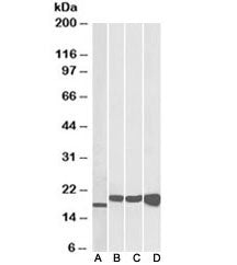 SOD Antibody