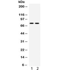 Western blot testing of mouse 1) kidney and 2) NIH3T3 lysate with ZBTB7A antibody. Predicted molecul