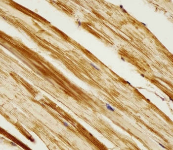 IHC testing of FFPE zebrafish body tissue with zebrafish ak2 antibody. HIER: steam section in pH6 ci
