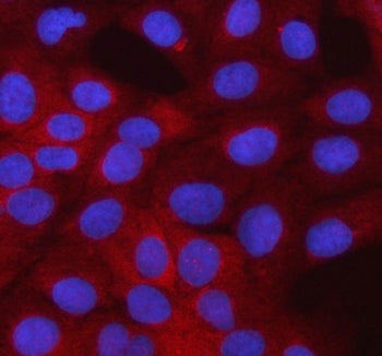 Immunofluorescent staining of FFPE human U-2 OS cells with SMTNL2 antibody (red) and DAPI nuclear st