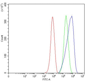 Slc3a2 Antibody / Cd98