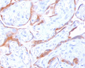 IHC staining of FFPE human placenta with PAPPA antibody (clone IDIP-1). HIER: boil tissue sections i