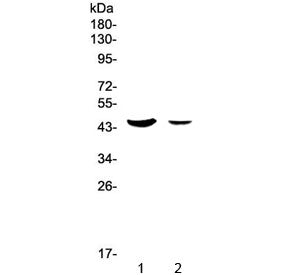 Western blot testing of human 1) SW620 and 2) HepG2 lysate with MUC7 antibody at 0.5ug/ml. Predicted