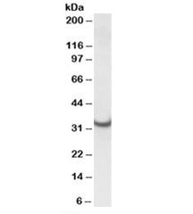 Western blot testing of rat heart lysate with ATP5C1 antibody at 0.01ug/ml. Predicted/observed molec