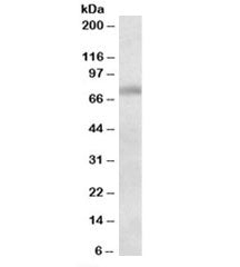 Dbf4 Antibody