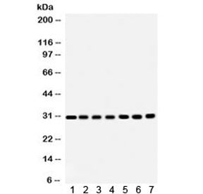 COMT Antibody