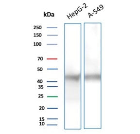 Western blot testing of human 1) HepG2 and 2) A549 cell lysate with Gamma Enolase antibody (clone EN