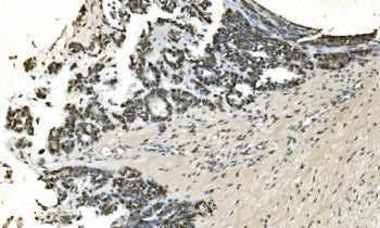 LSM7 Antibody