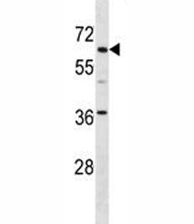 TFE3 antibody western blot analysis in mouse kidney tissue lysate. Predicted molecular weight ~60kDa