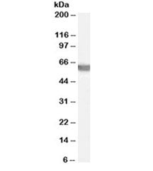 G6PD Antibody