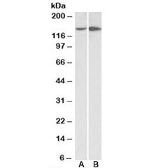 Integrin alpha 1 Antibody