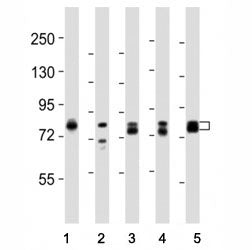 DNM1L Antibody (DRP1)