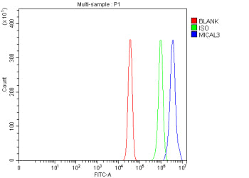 Flow Cytometry analysis of U251 cells using anti-MICAL3 antibody. Overlay histogram showing U251 cel